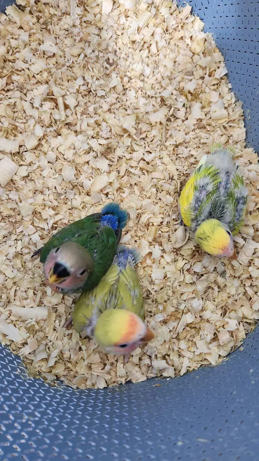 طوطی برزیلی|پرنده|بوشهر, |دیوار