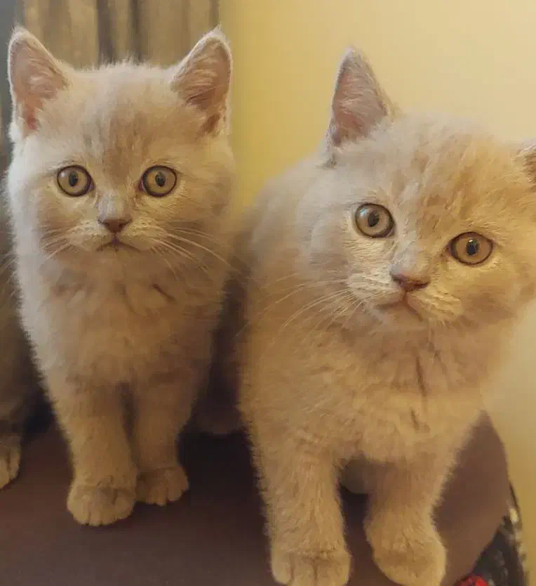 بچه گربه ی دو ماهه|گربه|لاهیجان, شهرک سلمان فارسی|دیوار