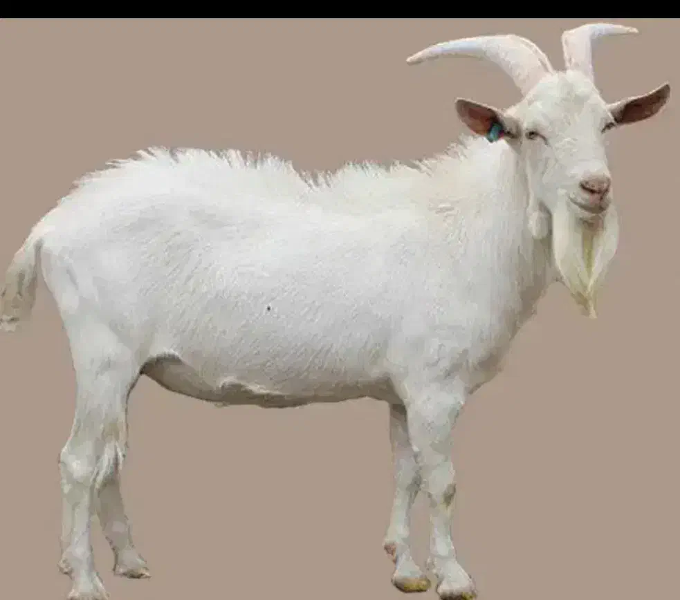 سانن از نژاد شیری اصل فرانسه|حیوانات مزرعه|اشتهارد, |دیوار