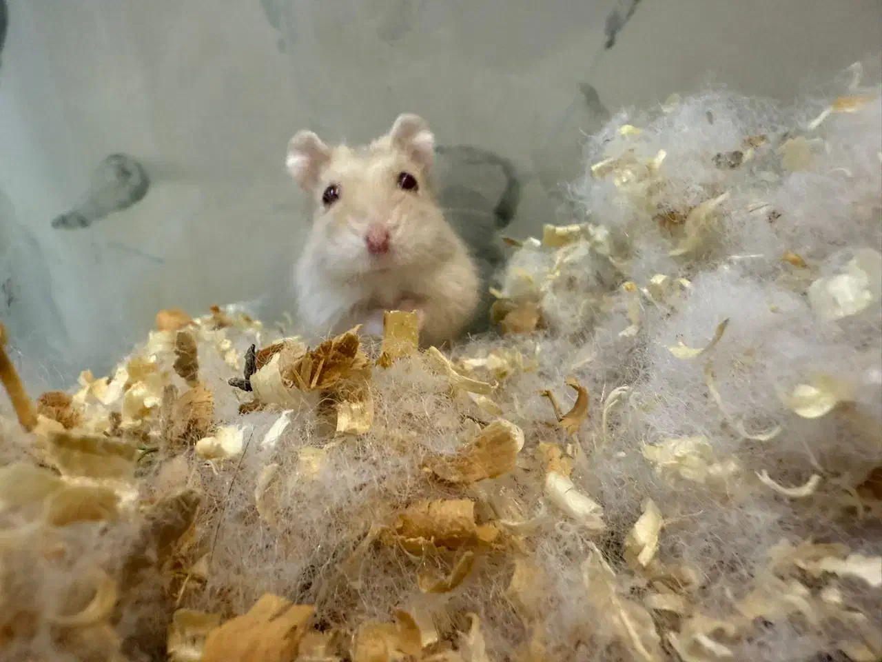 همستر مینیاتوری|موش و خرگوش|ارومیه, |دیوار