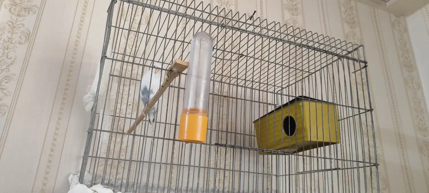 مرغ عشق ماده با قفس و وسایل|پرنده|زاهدان, |دیوار