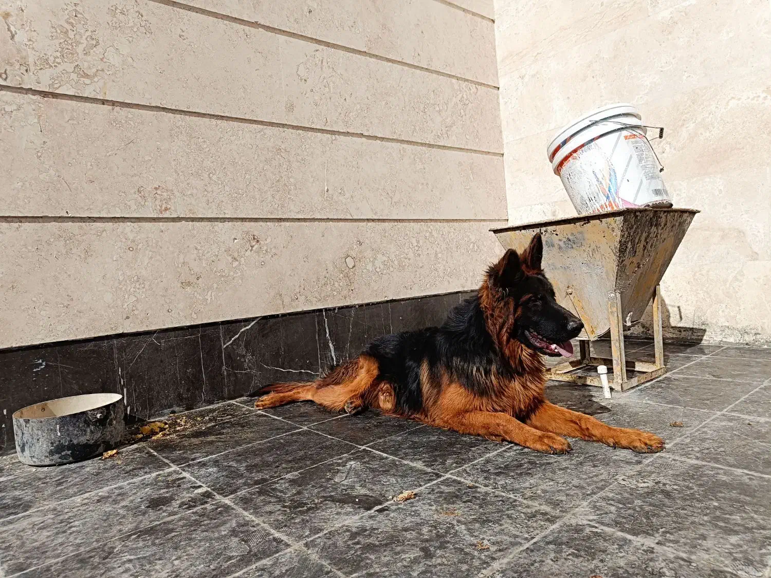 واگذاری ژرمن شپرد|سگ|دماوند, گیلاوند|دیوار