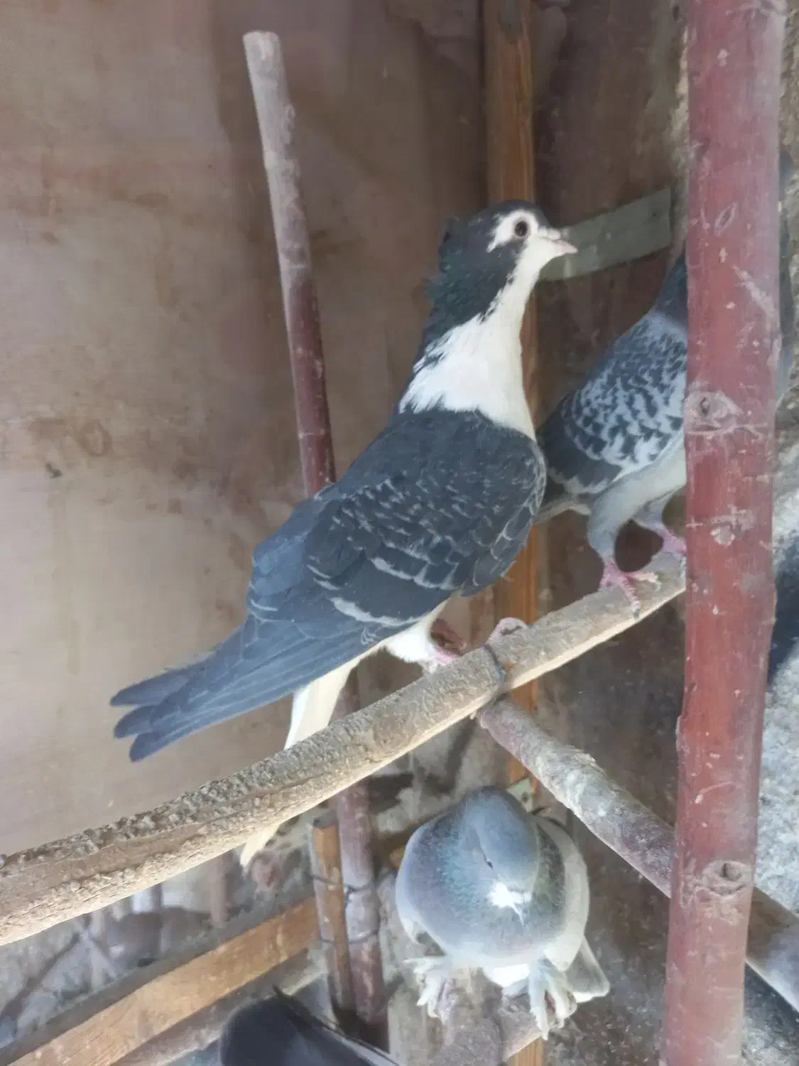 تعدادی دمگیر درجه یک|پرنده|اصفهان, پوریای ولی|دیوار