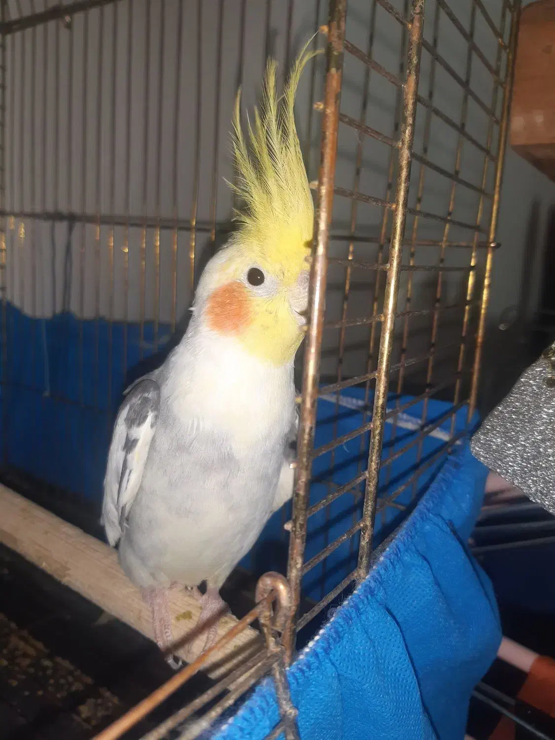 طوطی عروس مولد|پرنده|محمدیه-قزوین, |دیوار