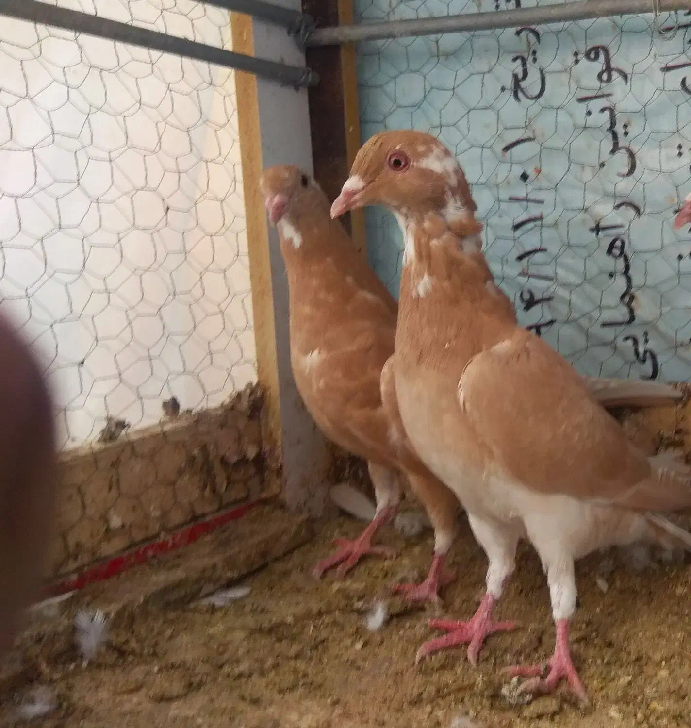 کبوتر زرد و مینا زرد|پرنده|زاهدان, |دیوار