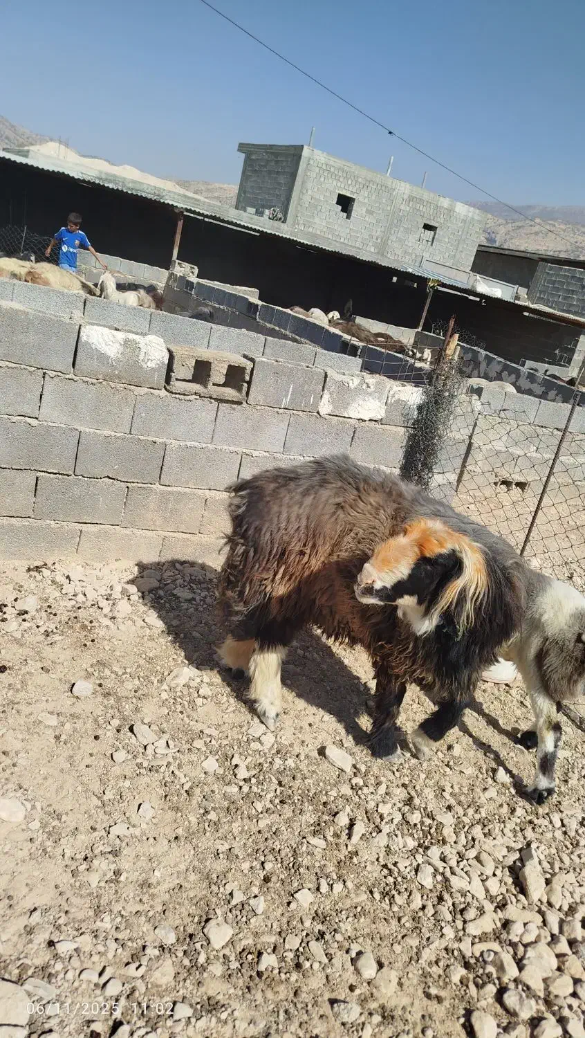 قوچ وبره قوچی|حیوانات مزرعه|کوه چنار, |دیوار