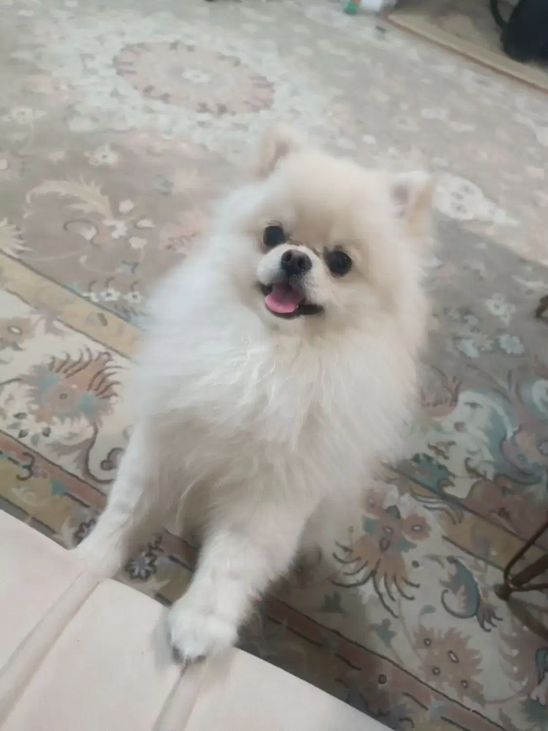 سگ پامر خرسی|سگ|پرند, فاز ۵|دیوار