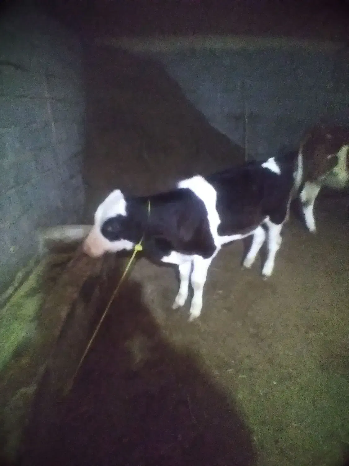 گوساله|حیوانات مزرعه|لیلان, |دیوار