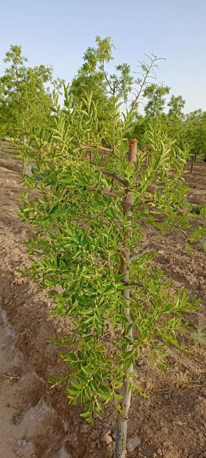 تصویر 4