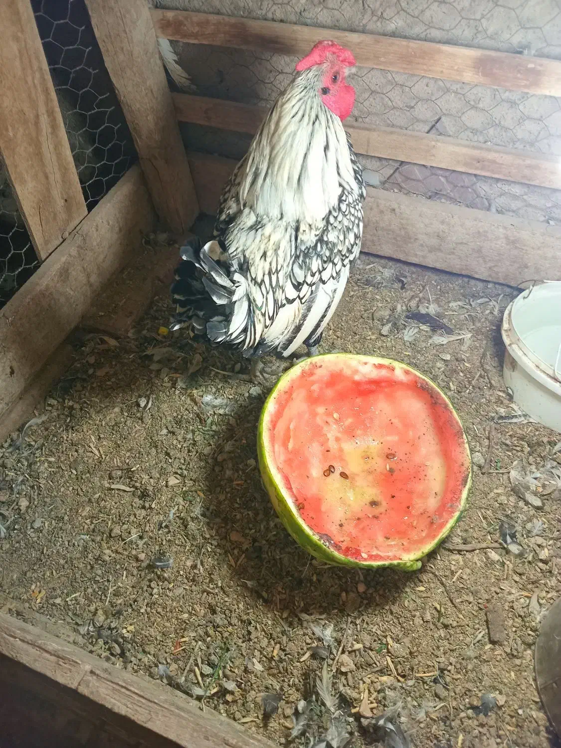 خروس|حیوانات مزرعه|سبزوار, هویزه|دیوار