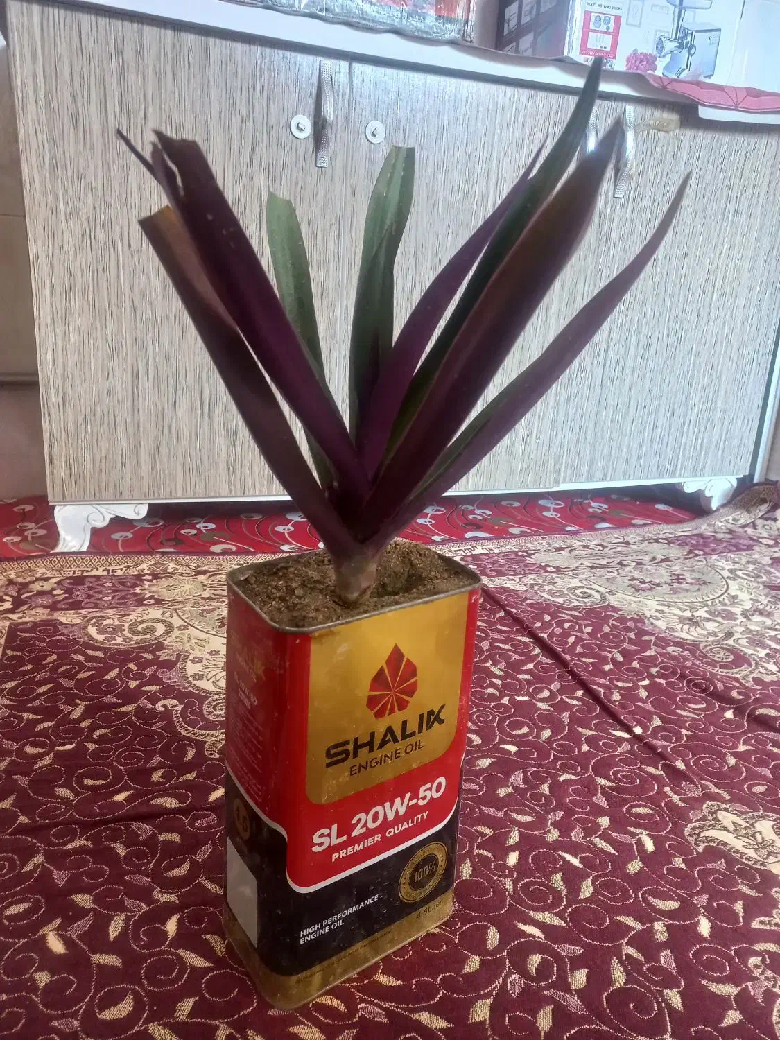 سه گلدان گل کاکتوس ویه گلدان گل گهواره ای|گل و گیاه طبیعی|شاهین دژ, |دیوار