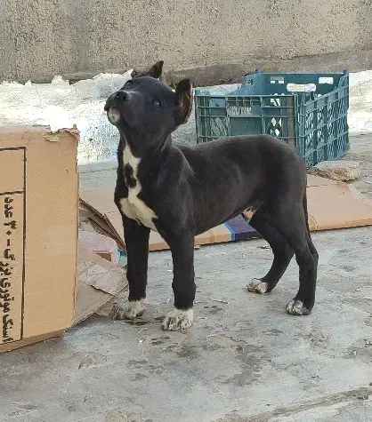 پیتبول|سگ|شاهرود, |دیوار