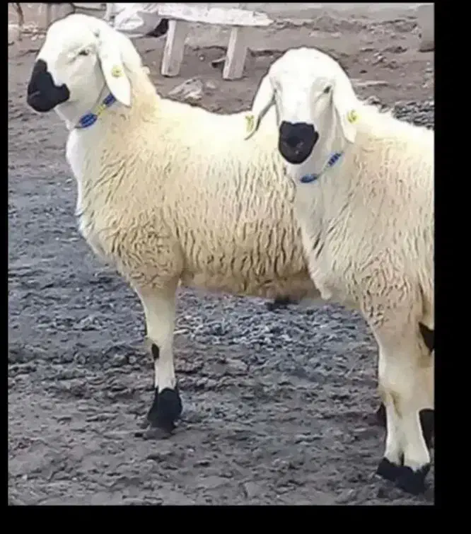 گوسفند سبک سنگین  موجوده|حیوانات مزرعه|دورود, |دیوار