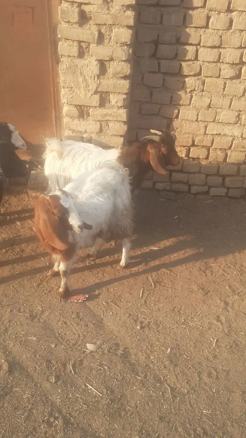 ۴عدد بزغاله فروش فوری|حیوانات مزرعه|سبزوار, قصبه غربی|دیوار