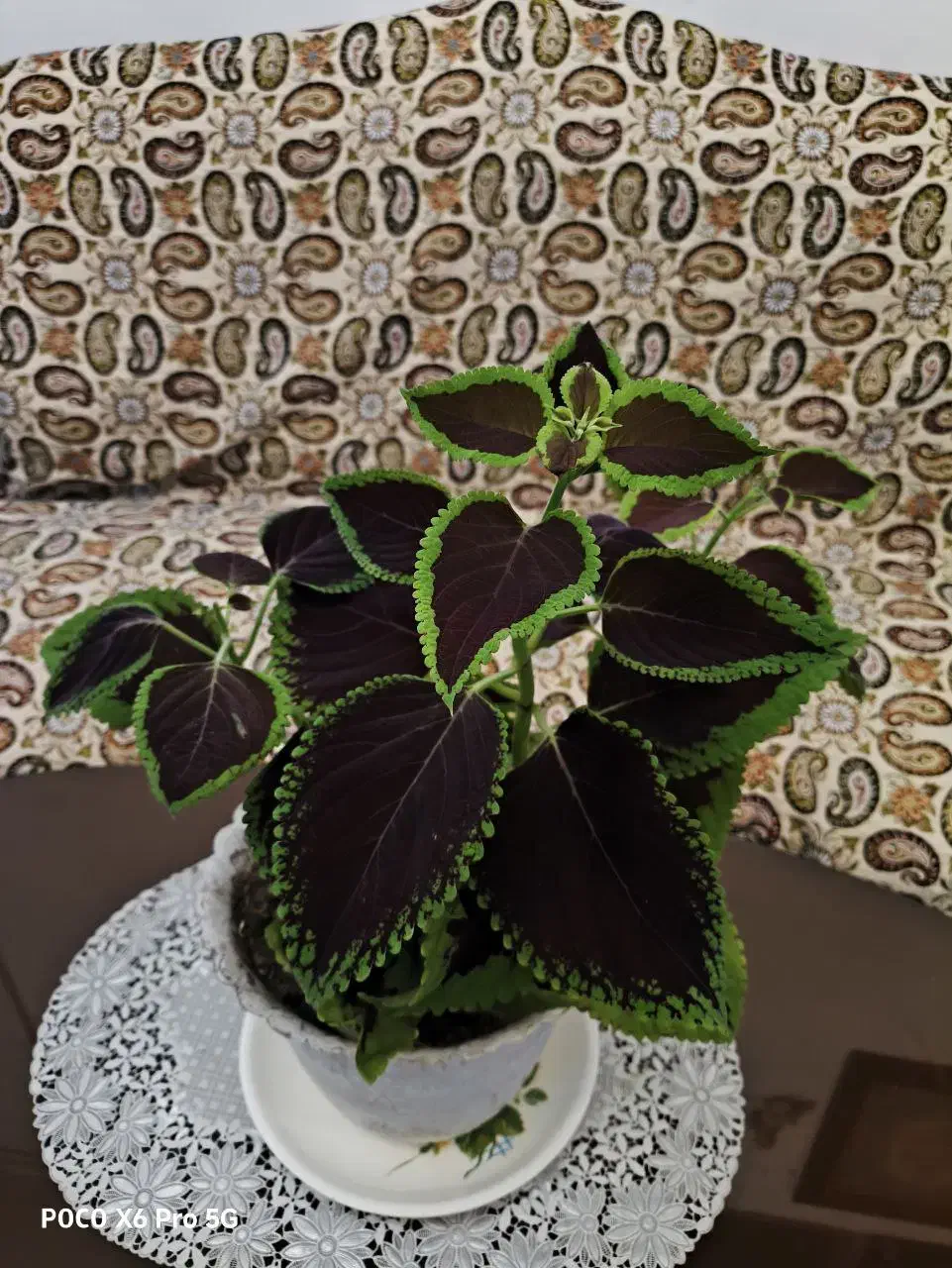 گل حسن یوسف زیبا پهن‌برگ|گل و گیاه طبیعی|کرمانشاه, |دیوار