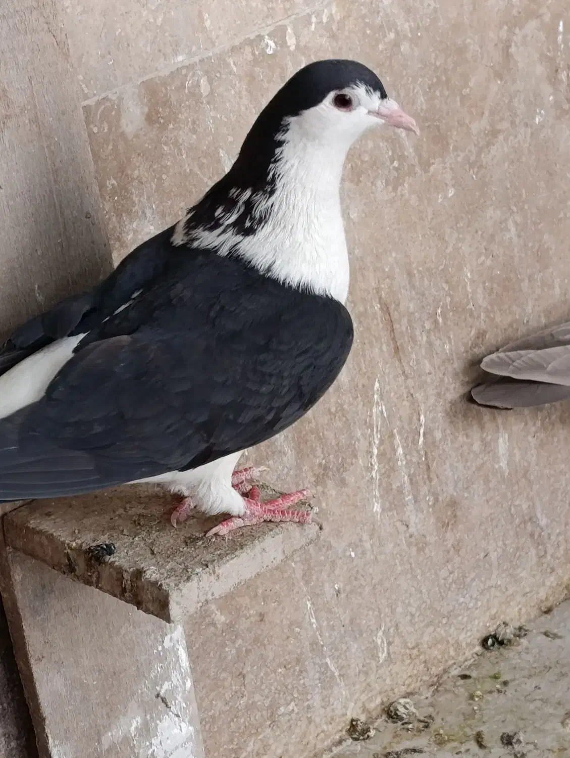 کبوتر|پرنده|اهواز, کیانشهر|دیوار