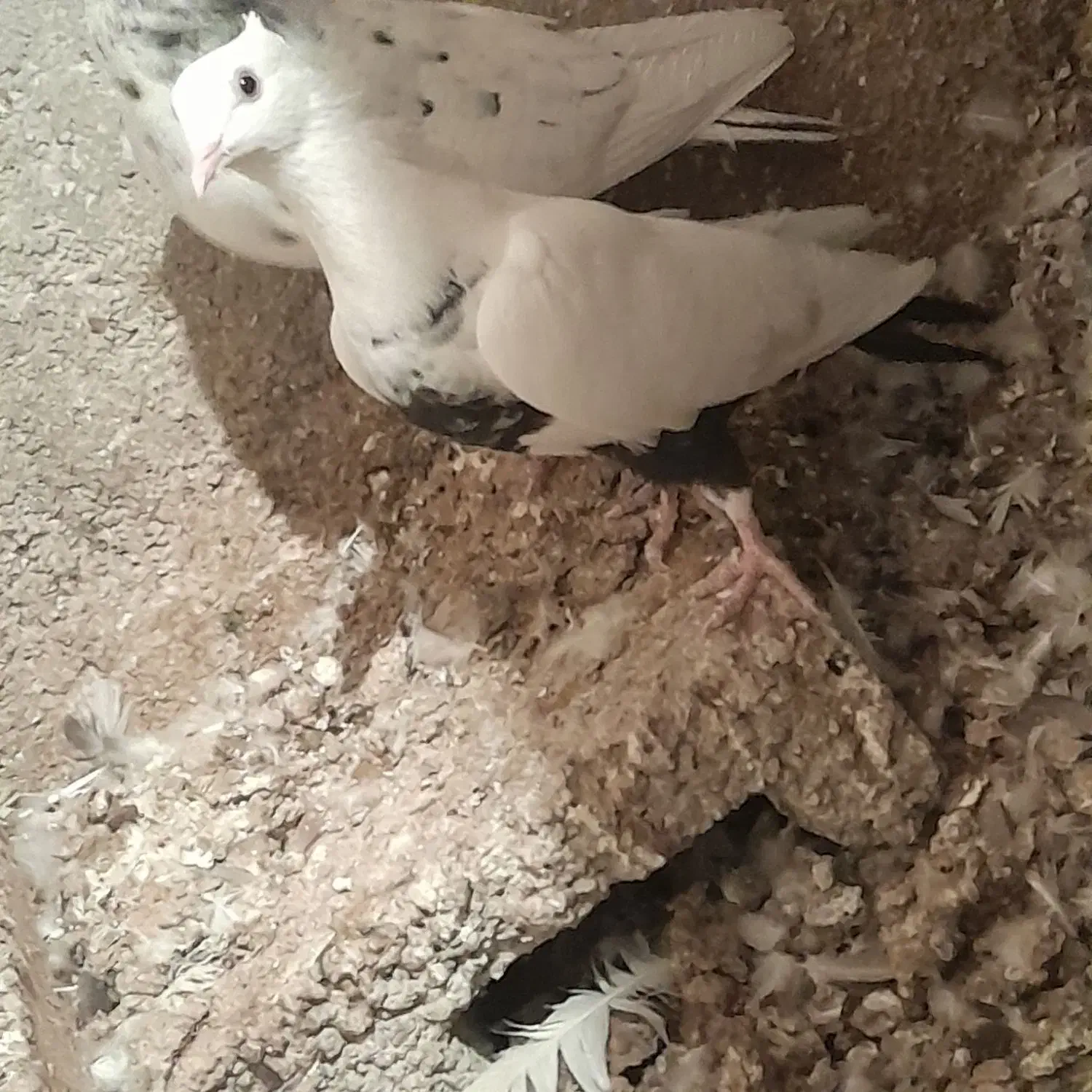 کبوتر رنگی|پرنده|صحرای باغ, |دیوار