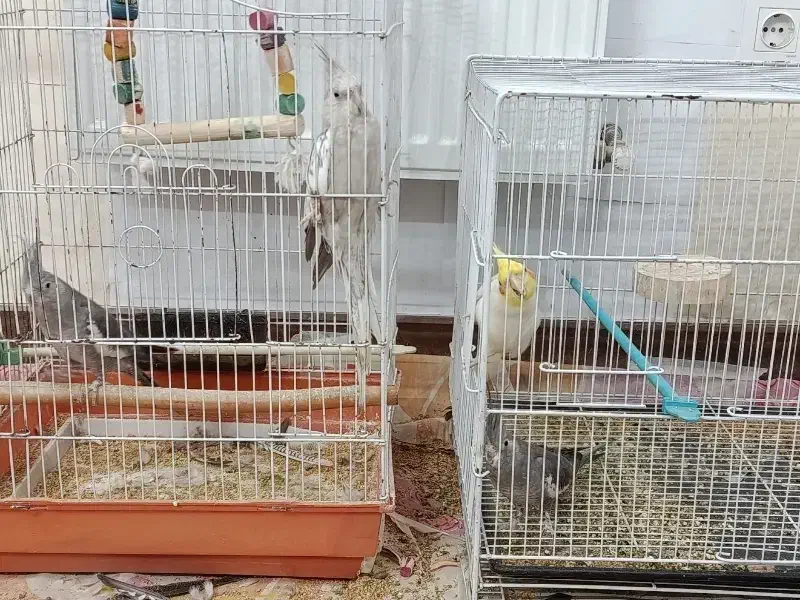 عروس هلندی بالغ|پرنده|گنبد کاووس, |دیوار