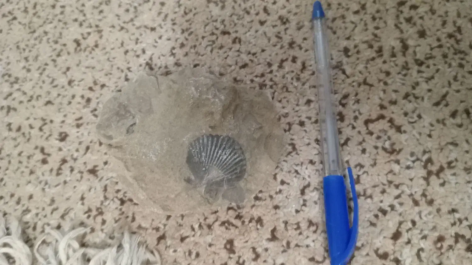 فسیل|کلکسیون اشیاء عتیقه|قم, دورشهر|دیوار