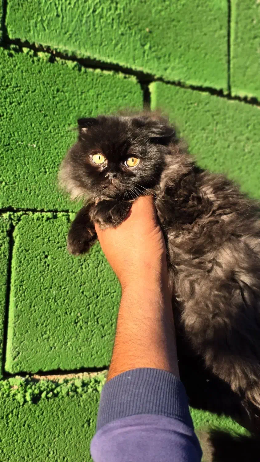 توله گربه اسکاتیش دبل فلد و بریتیش|گربه|شیراز, شهرک گلستان شمالی|دیوار