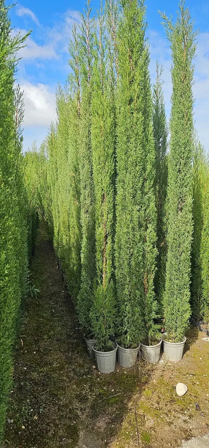 سرو شیرازی سرو ناز درجه ۱|خدمات باغبانی و درختکاری|نوشهر, |دیوار