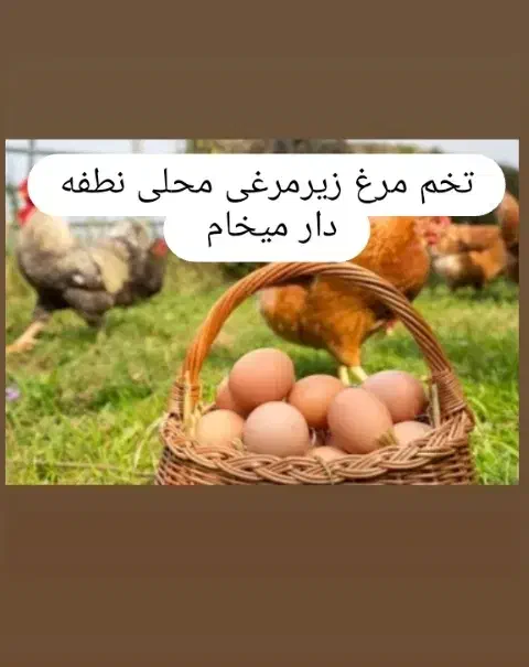 تخم مرغ زیر مرغی|خوردنی و آشامیدنی|بم, |دیوار