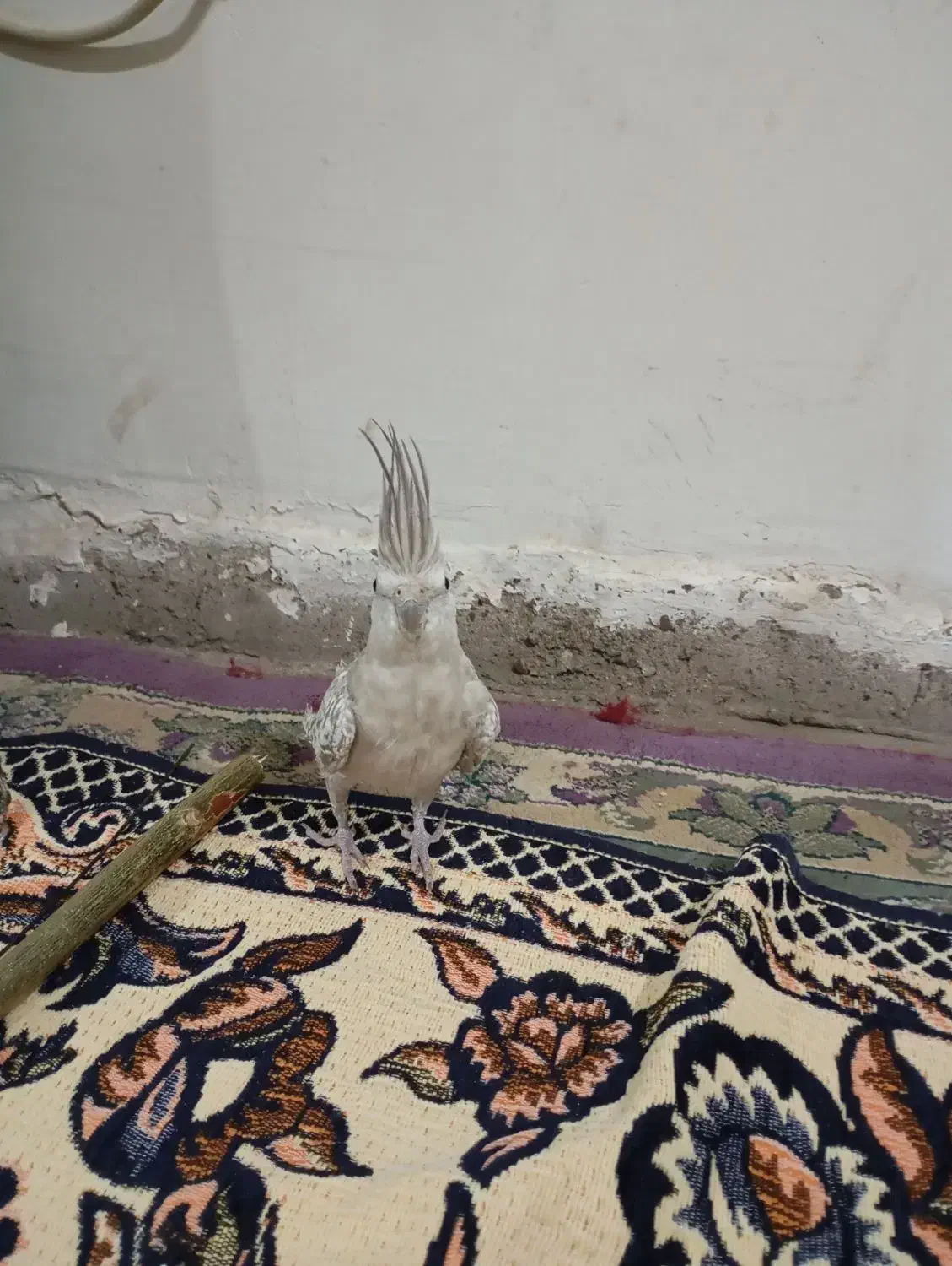 عروس هلندی|پرنده|هرسین, |دیوار