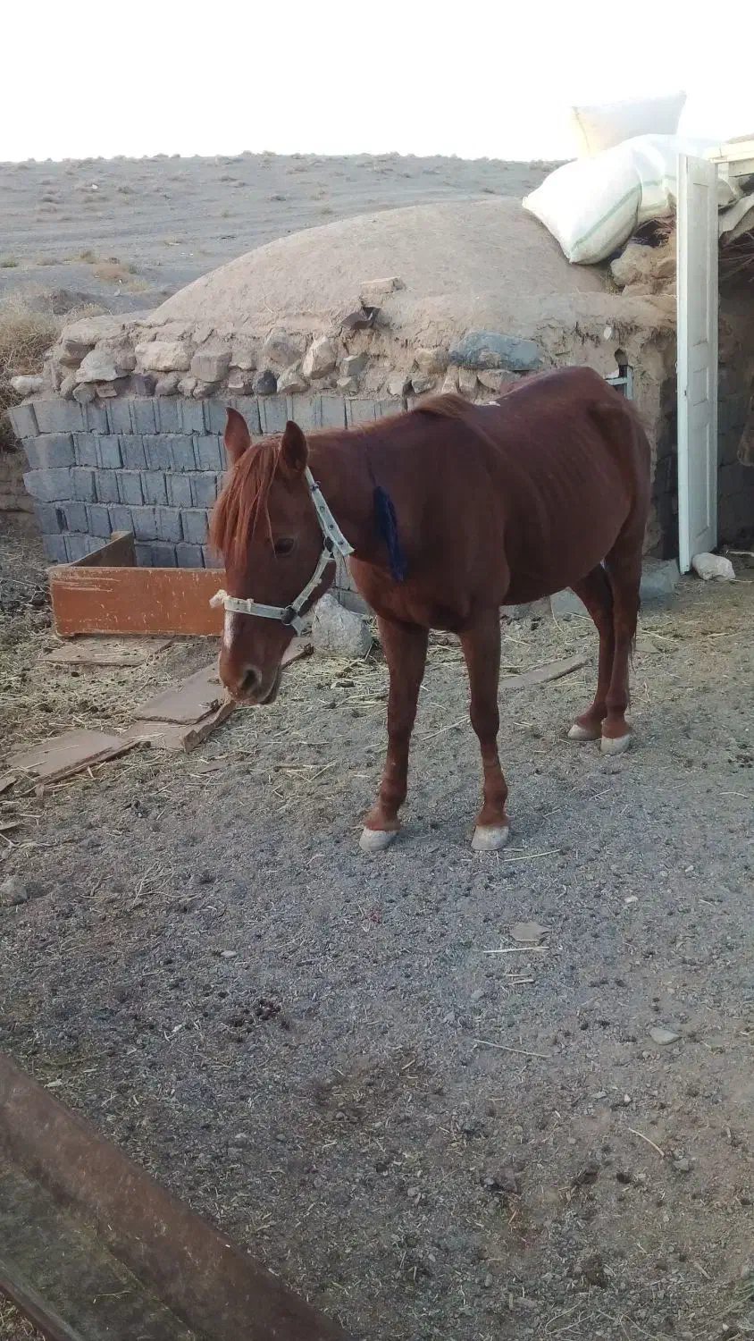 اسب مادیان فروشی یقره|اسب و تجهیزات اسب‌سواری|تربت جام, جامرود|دیوار
