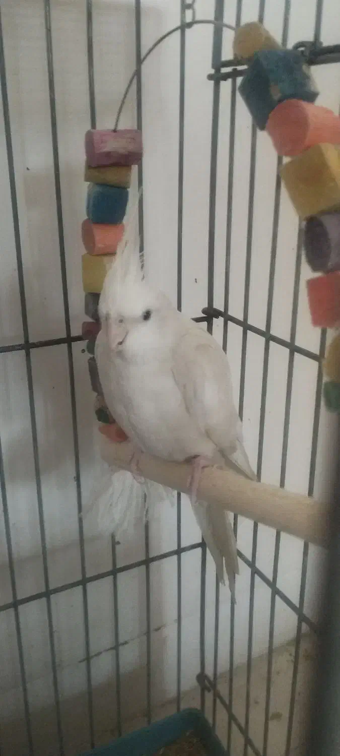 طوطی عروس هلندی آلبینو|پرنده|صدرا-فارس, فاز ۱|دیوار