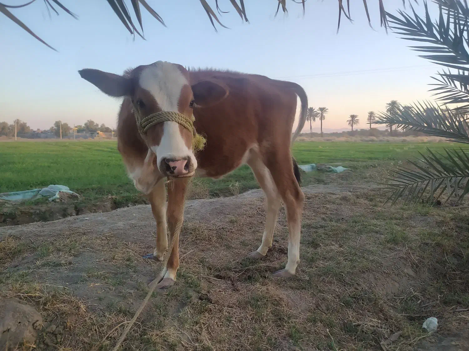 گاو چاق وسرحال|حیوانات مزرعه|بندرعباس, |دیوار