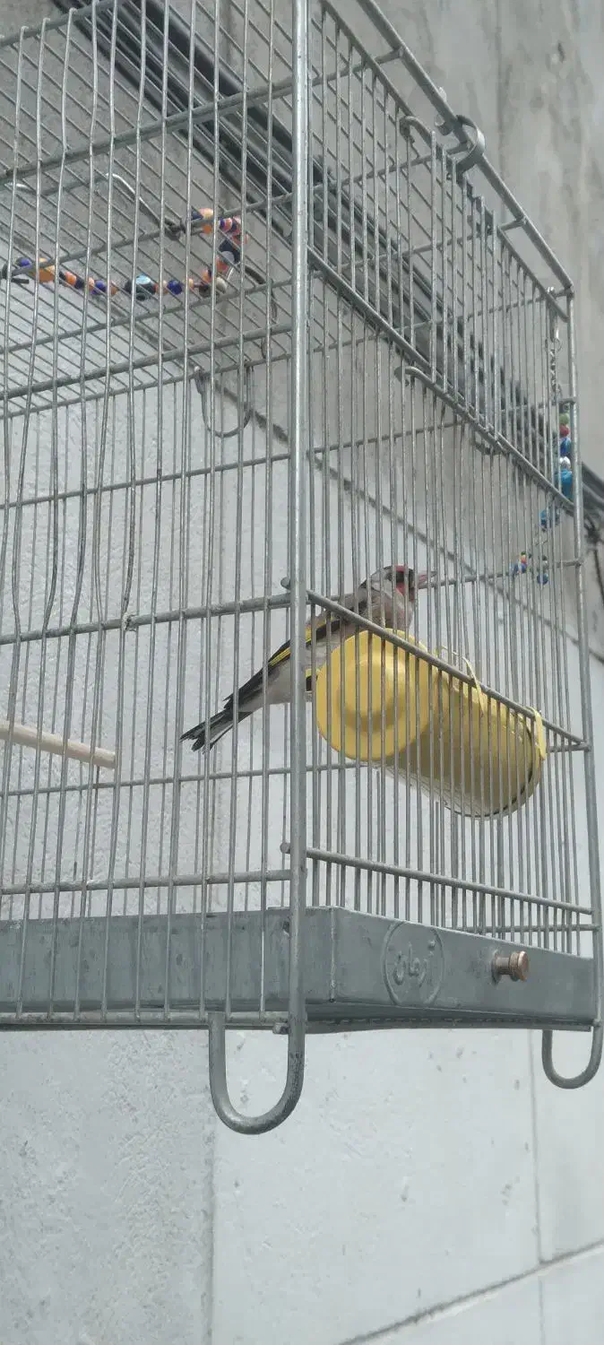 سهره|پرنده|تهران, شوش (باغ آذری)|دیوار