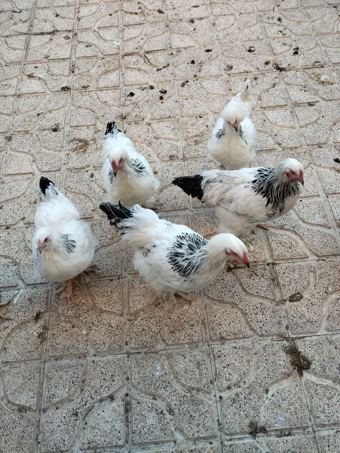 برهما|حیوانات مزرعه|نقده, |دیوار