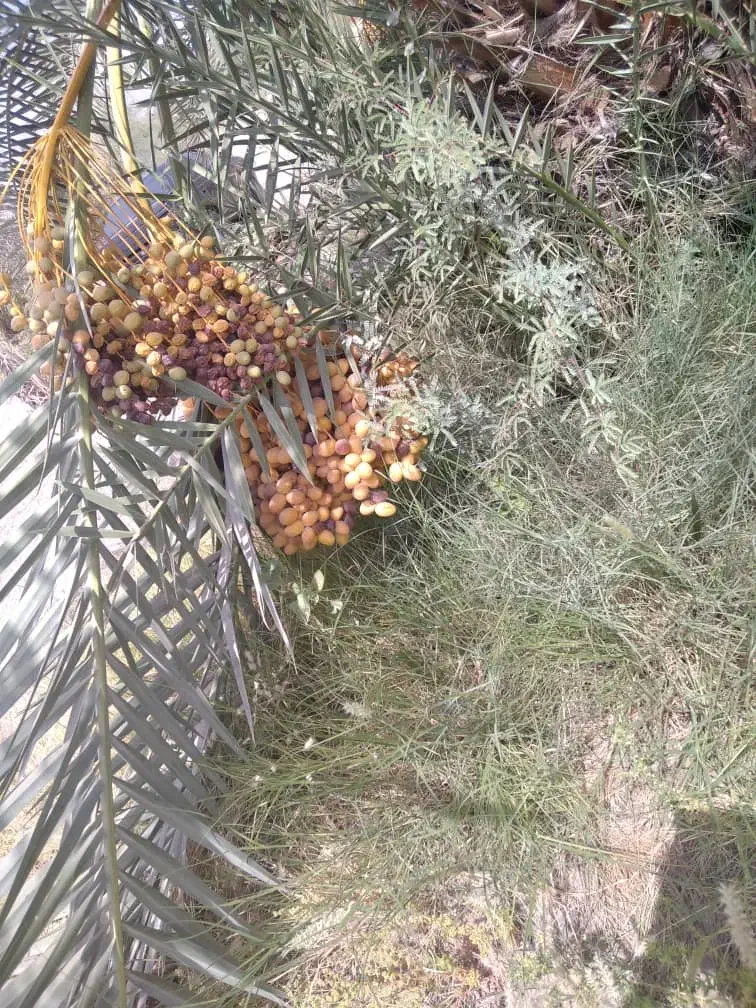 پاجوش نخل / نهال نخل|گل و گیاه طبیعی|رودان, |دیوار