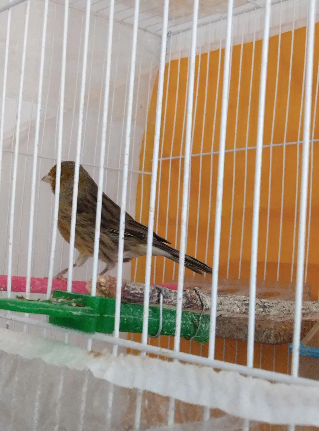 قناری نر مست خون|پرنده|گلمکان, |دیوار