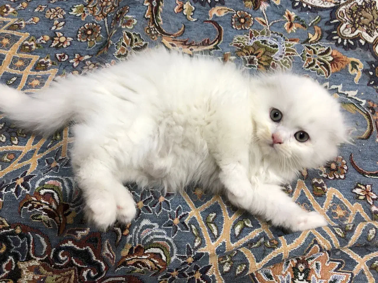 بچه گربه اسکاتیش پرشین|گربه|اهواز, کیانپارس |دیوار