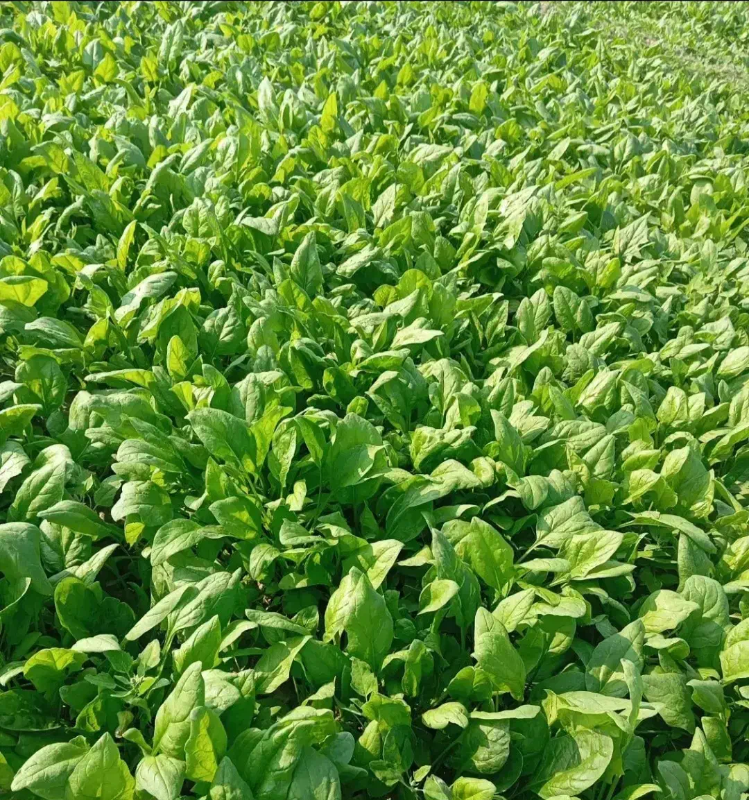 اسفناج|خوردنی و آشامیدنی|گنبد کاووس, |دیوار