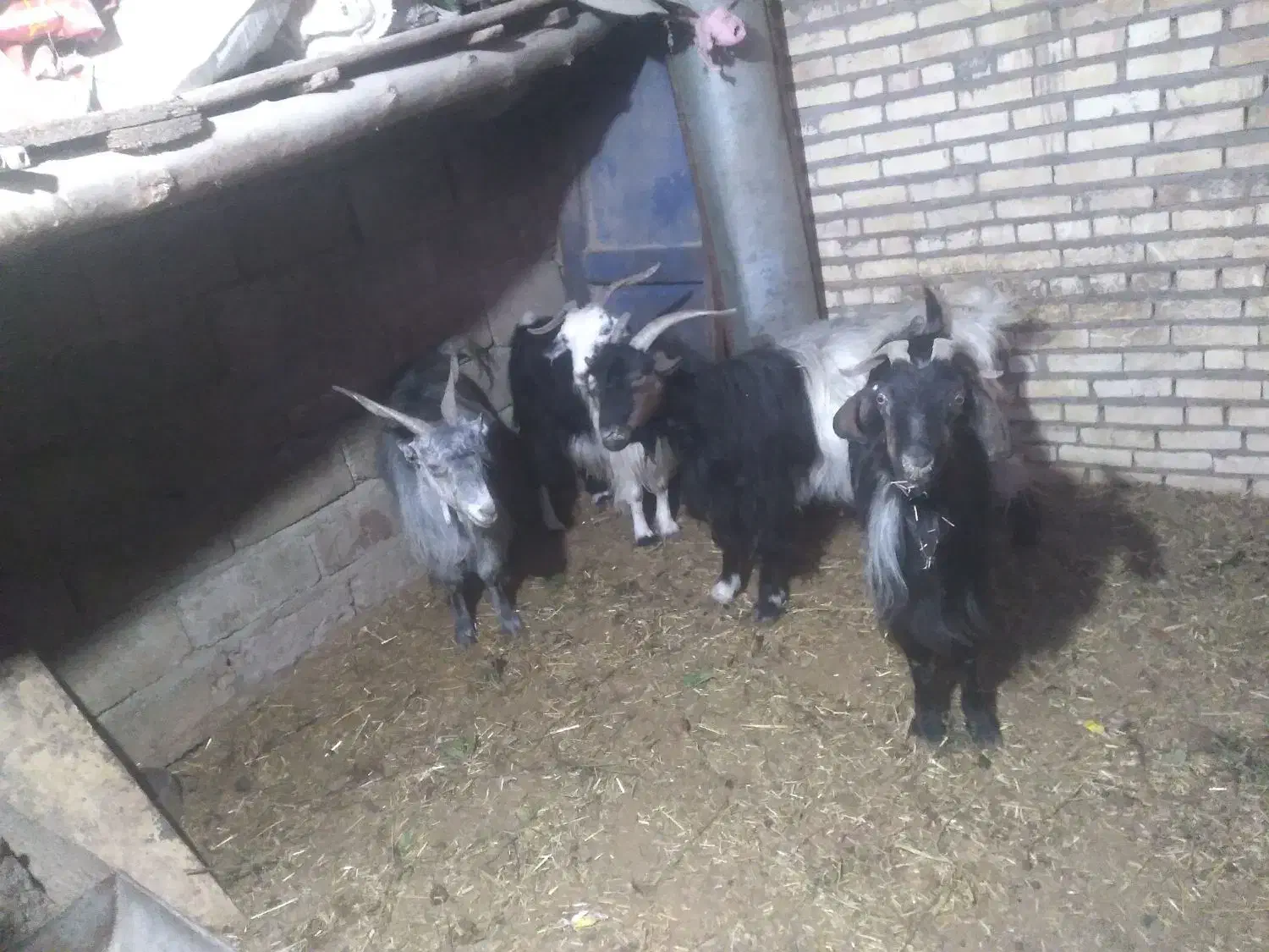 بز و گوسفند|حیوانات مزرعه|لالی, |دیوار