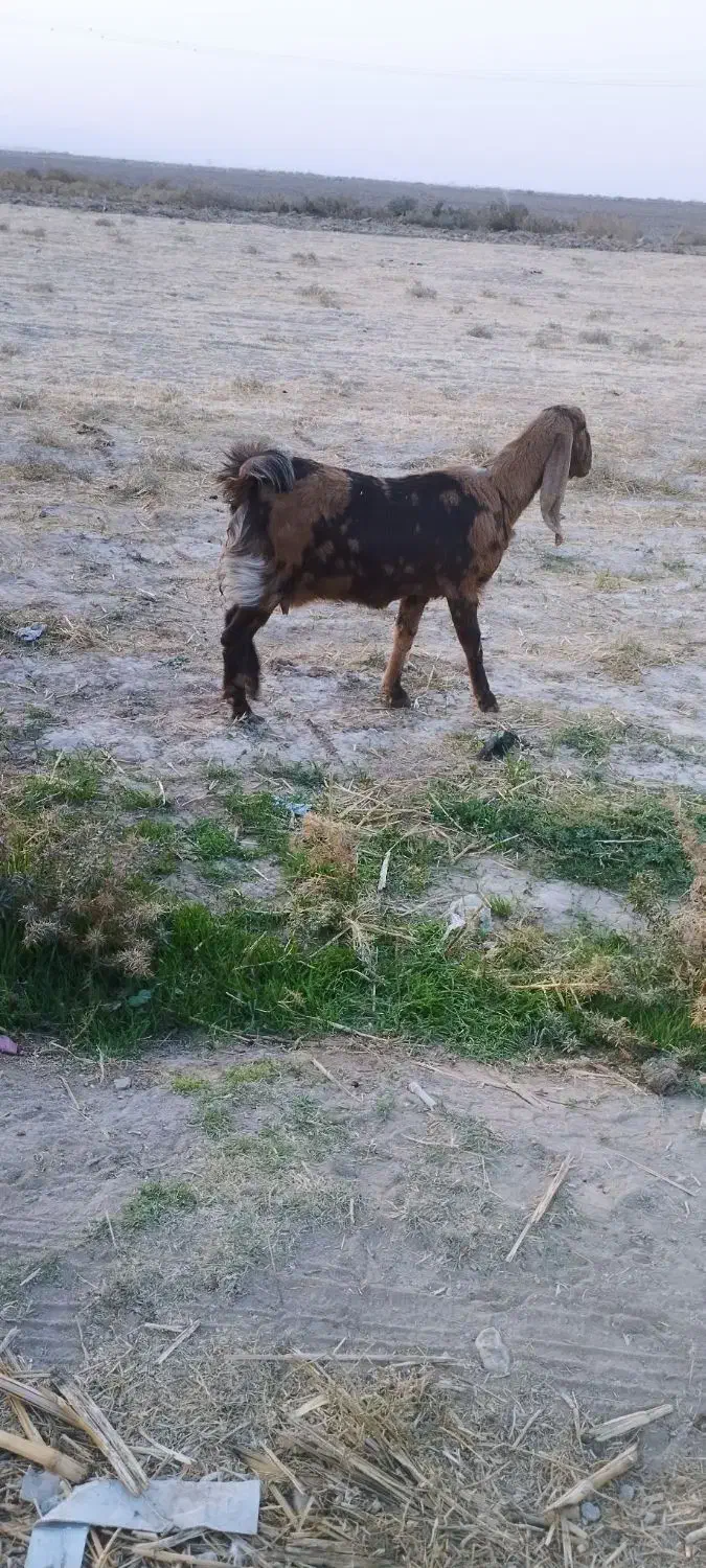 بزپاکستانی|حیوانات مزرعه|نصر آباد, |دیوار