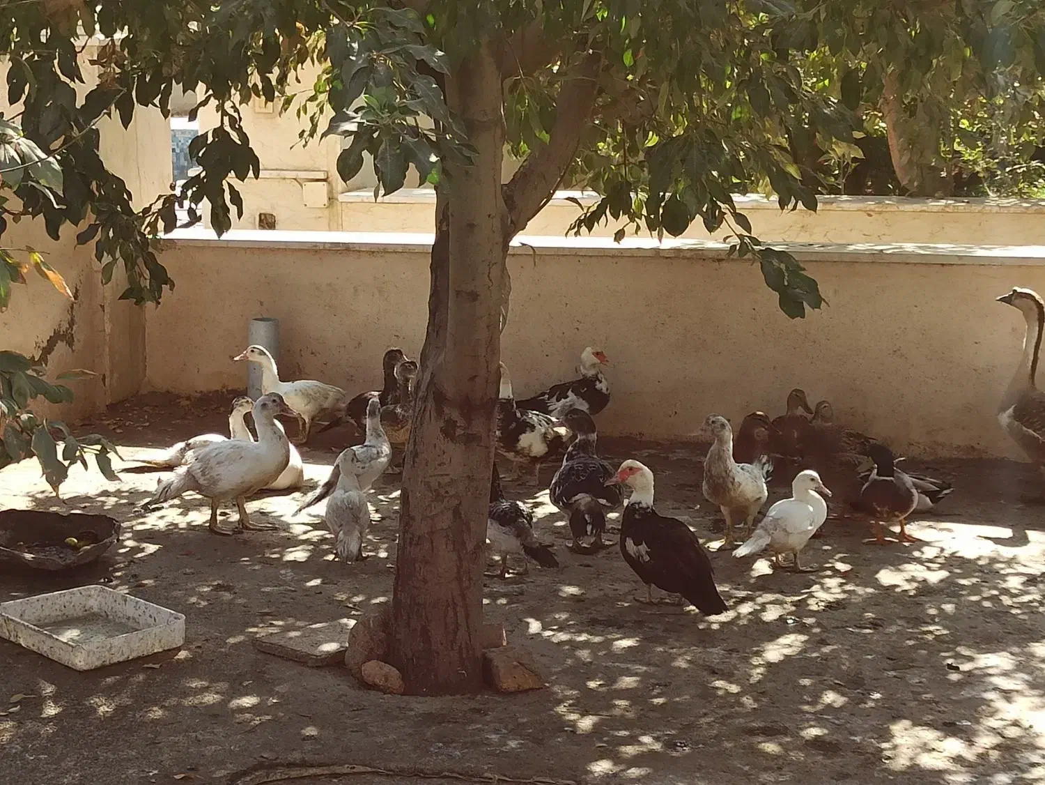 قوغاز خاکستری|حیوانات مزرعه|پیشوا, |دیوار