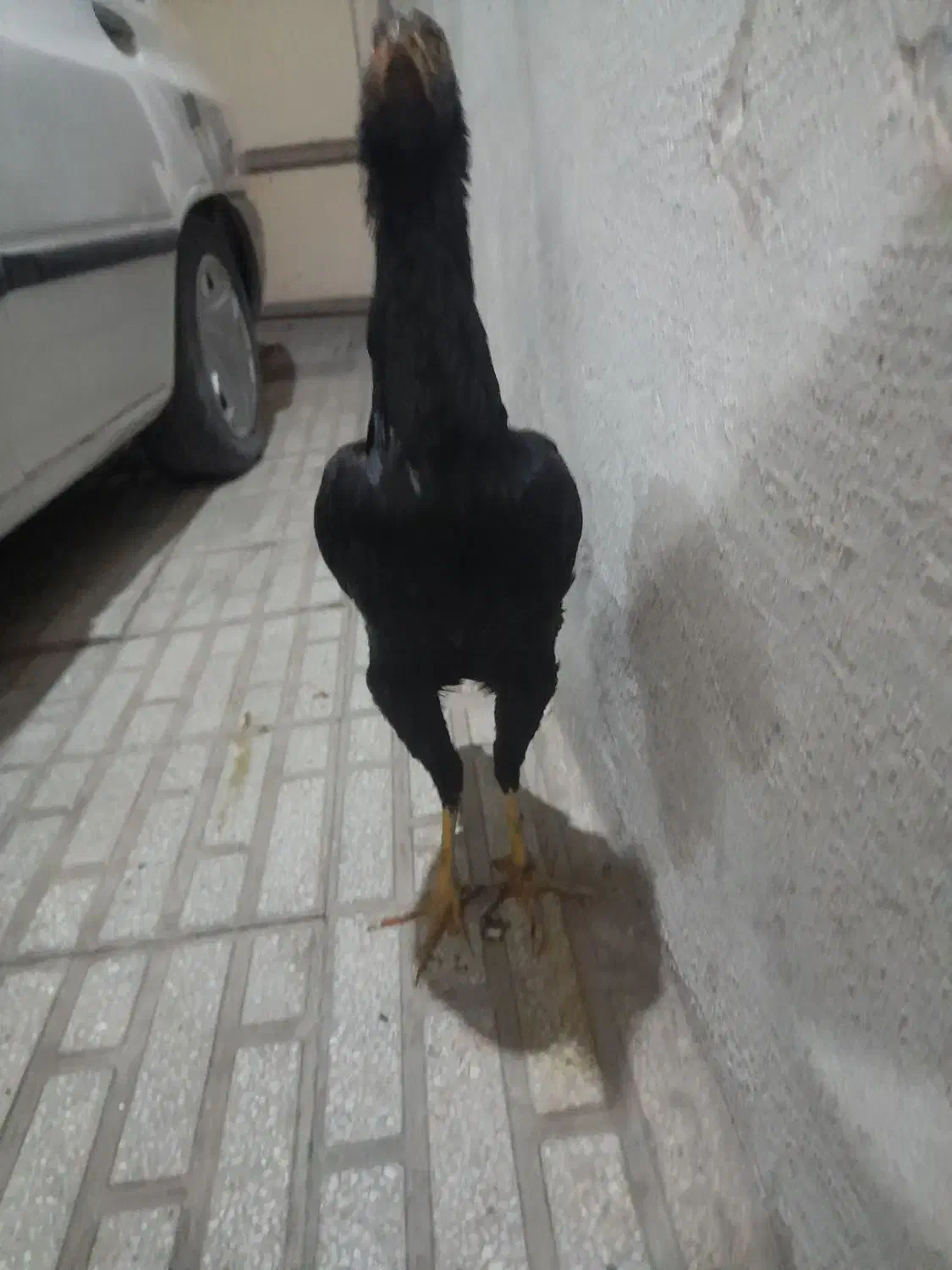 مرغ لاری اصیل با جوجه خروس دوماه هم عوض میکنم|حیوانات مزرعه|کرمانشاه, |دیوار