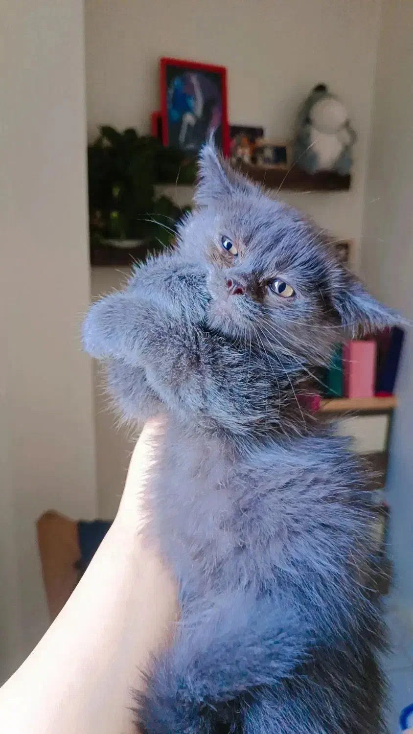 گربه های ناز|گربه|ساری, |دیوار