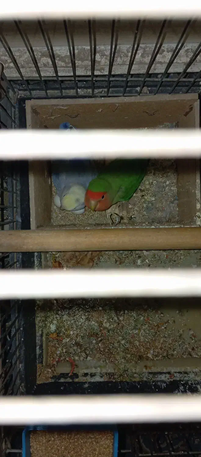 طوطی برزیلی|پرنده|ری, جوانمرد قصاب|دیوار