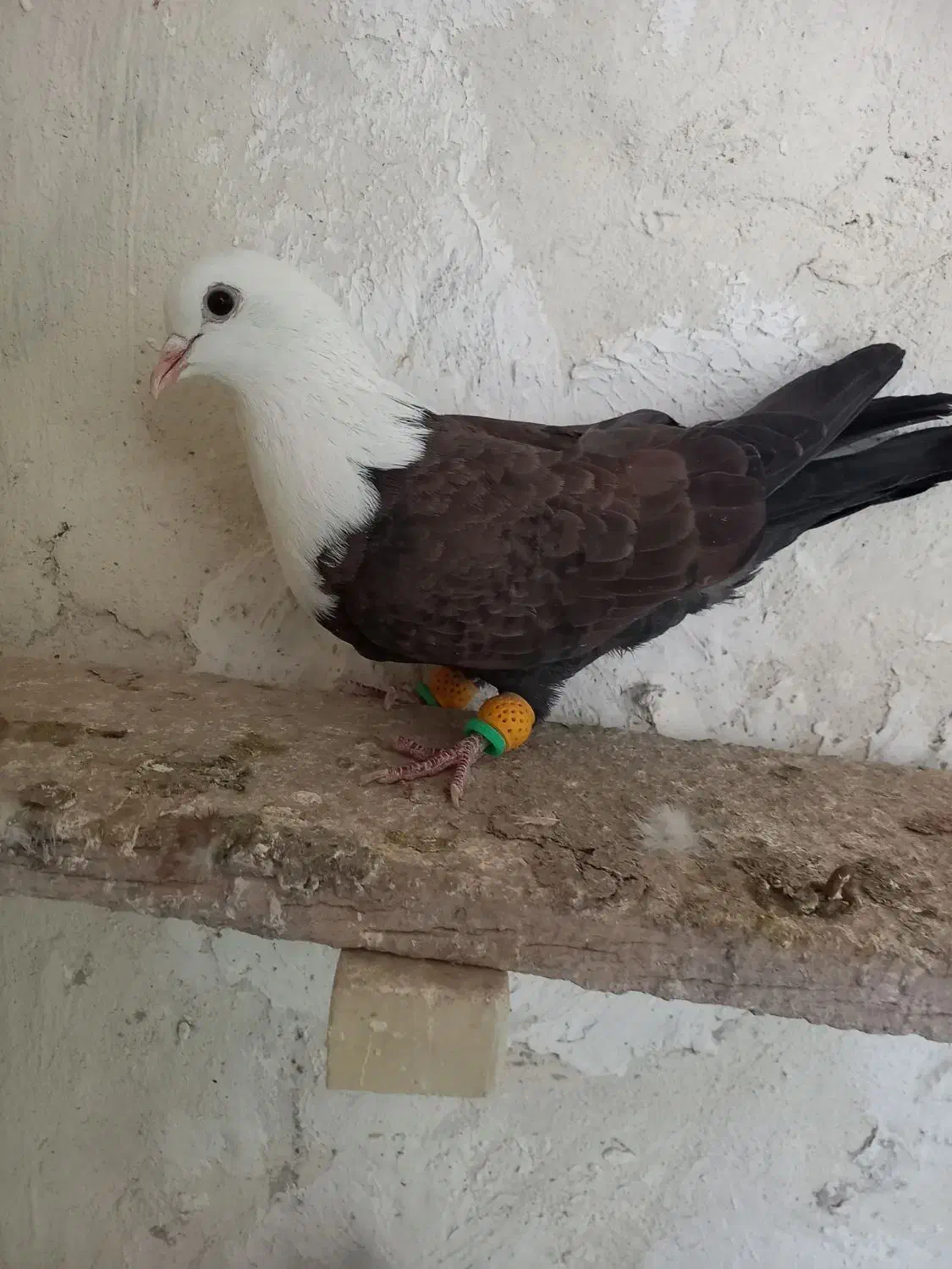 سر سفید|پرنده|محمدیه-قزوین, |دیوار