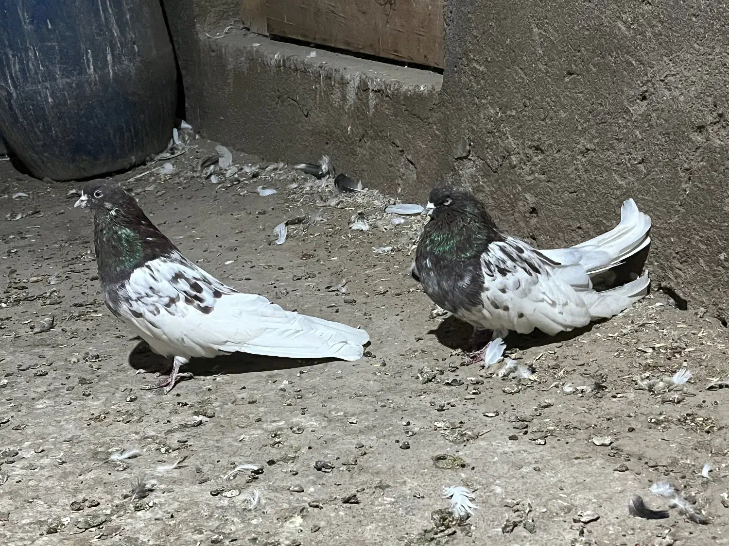 پدر و پسر|پرنده|میانه, |دیوار