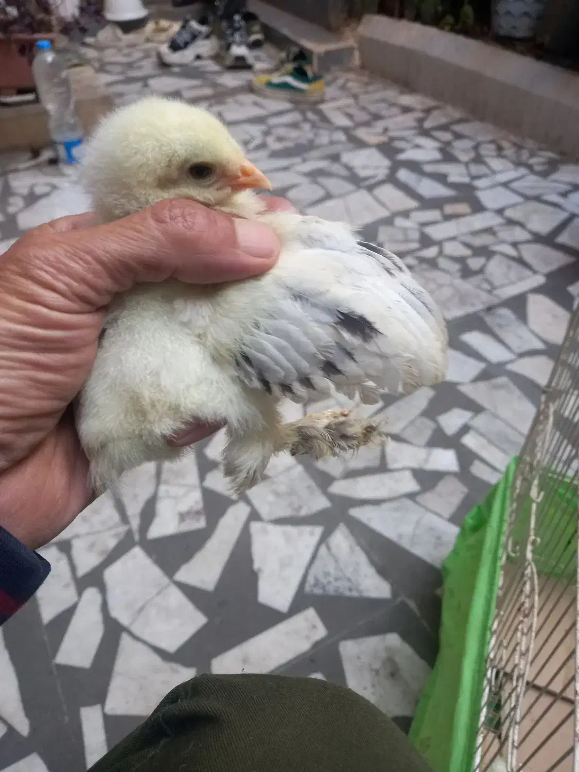 برهما|حیوانات مزرعه|رشت, باهنر|دیوار