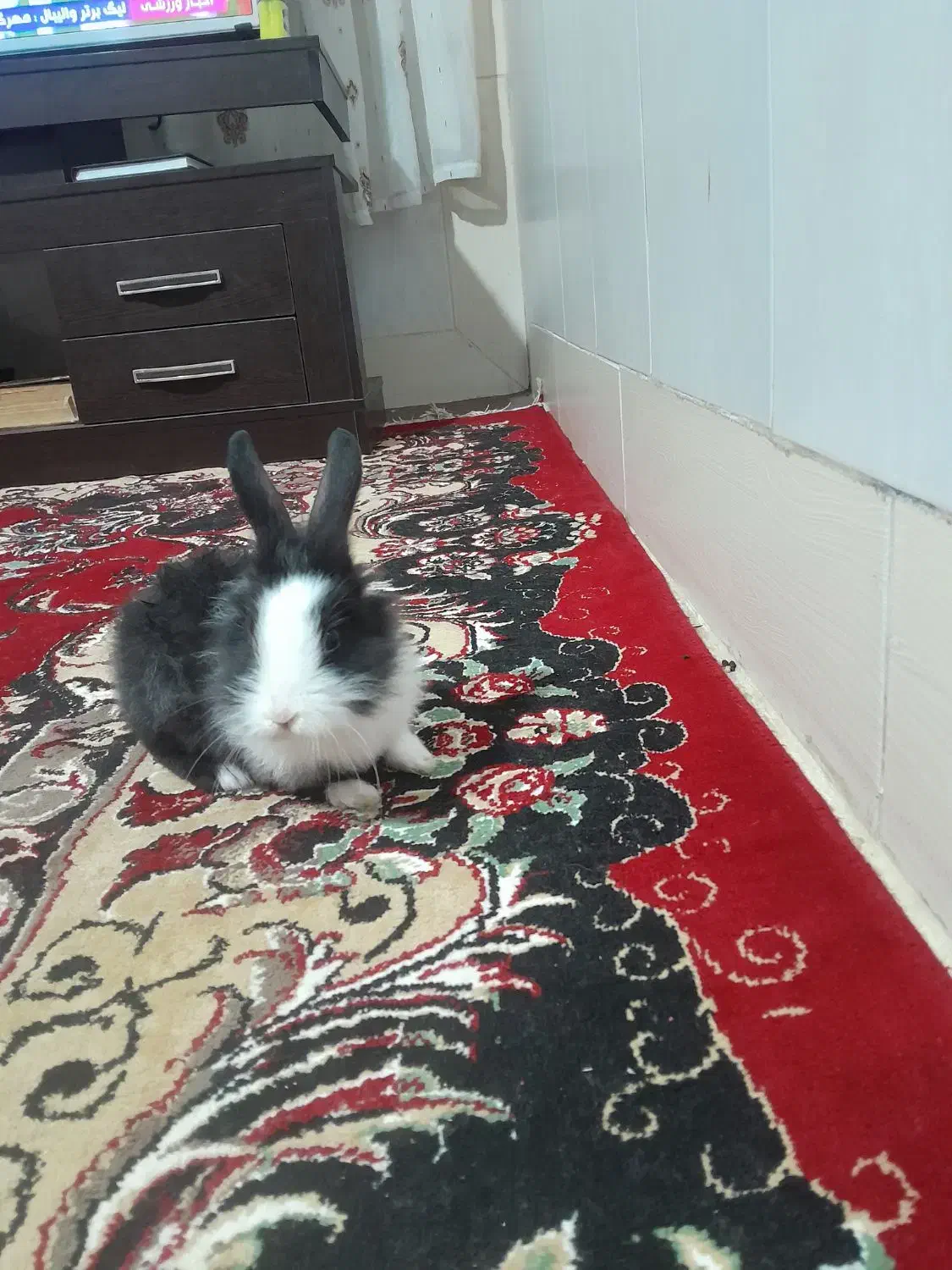 خرگوش لوپ هلندی|موش و خرگوش|گنبد کاووس, |دیوار