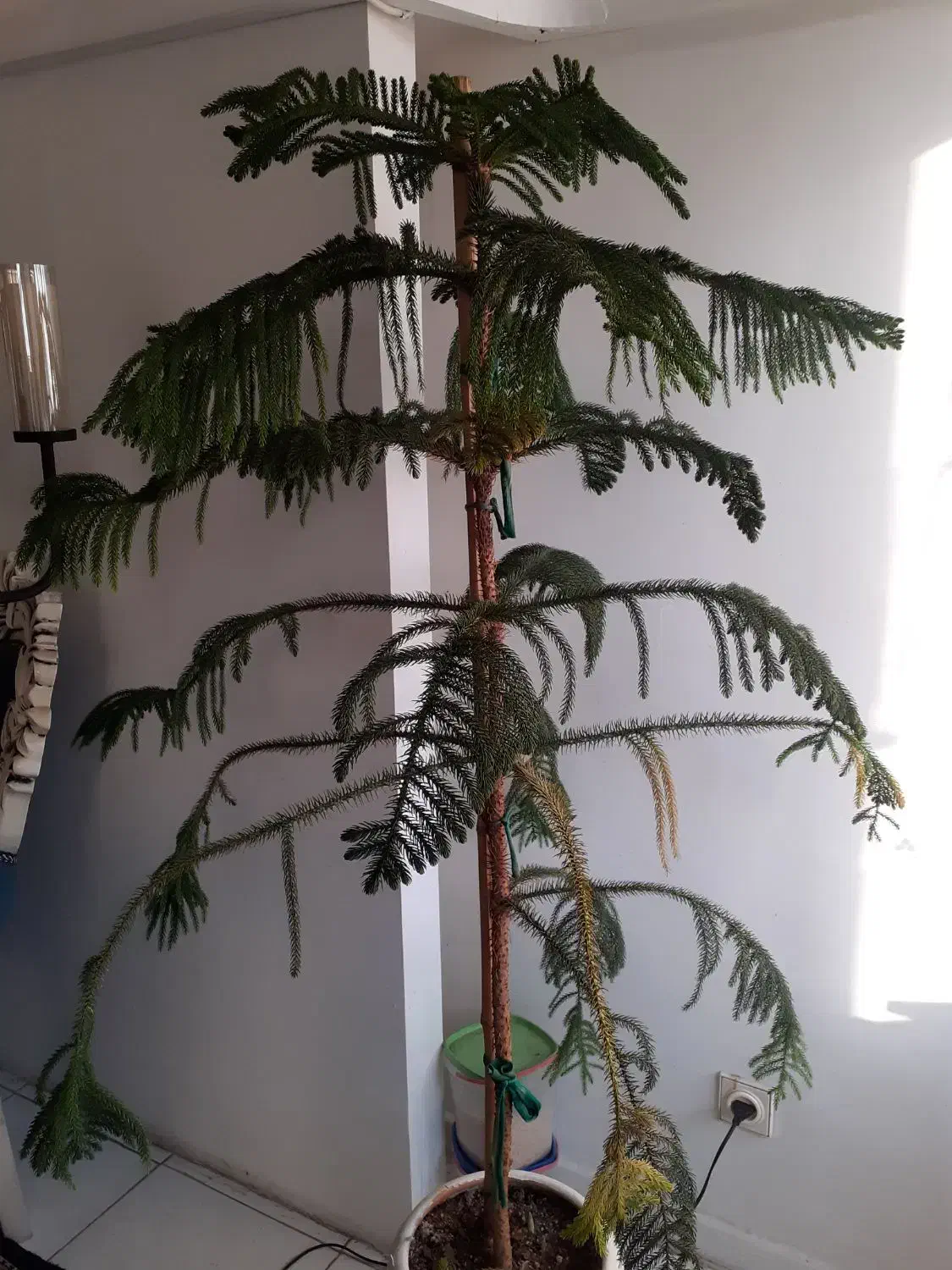 کاج مطبق مناسب شرکت و اپارتمان|گل و گیاه طبیعی|تهران, پاسداران|دیوار