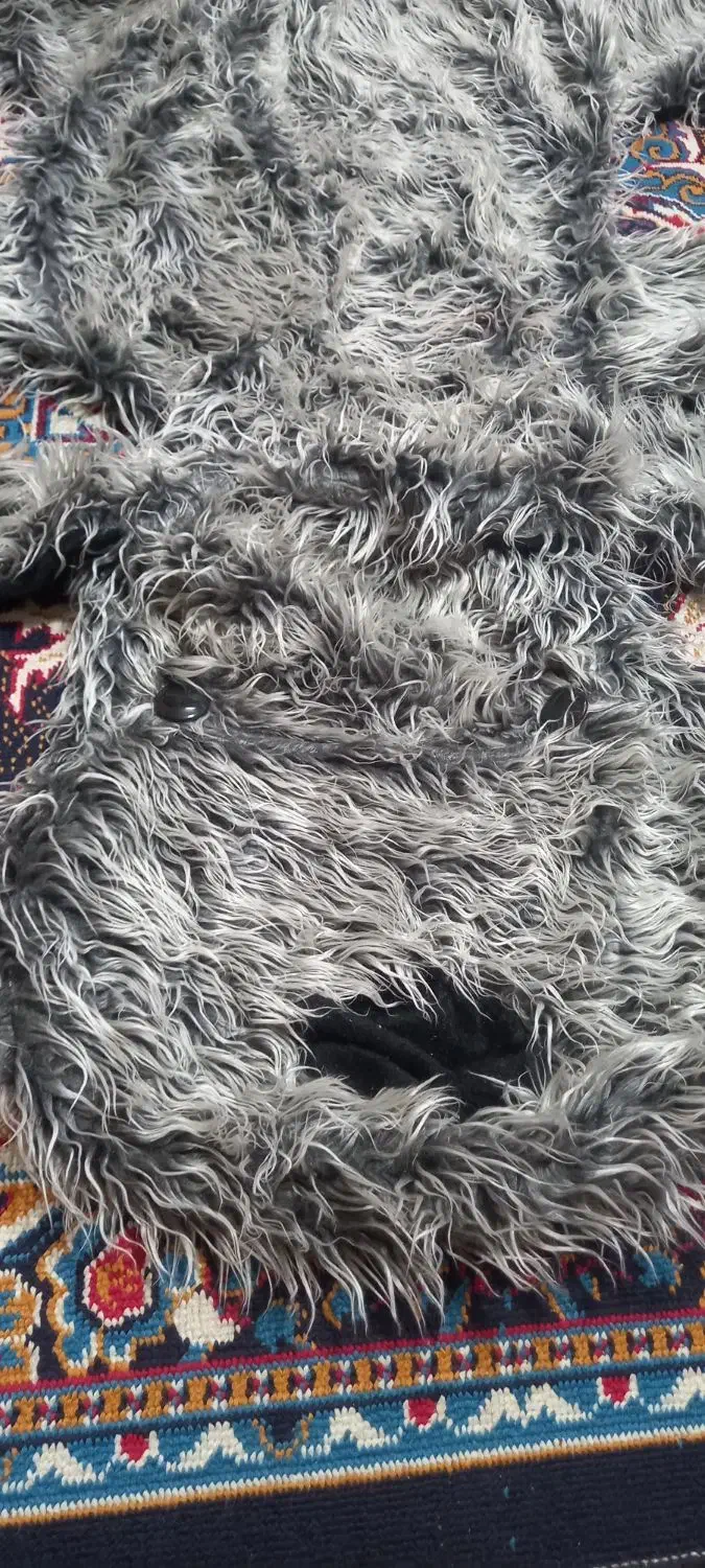 سگ پشمی زیبا|پادری|بروجرد, |دیوار