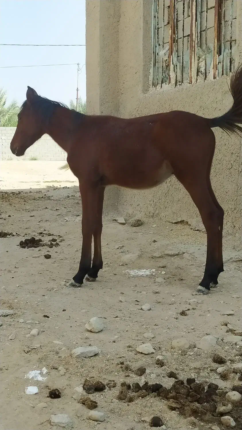 کره اسب|اسب و تجهیزات اسب‌سواری|آبپخش, |دیوار