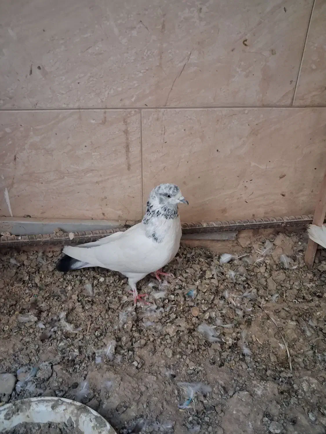 کفتر پرشی|پرنده|تهران, جلیلی|دیوار